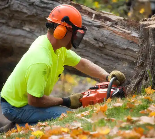 tree services North Boston